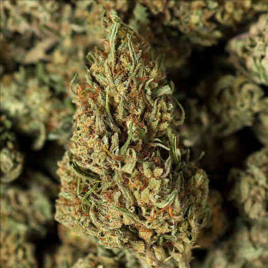 Fleurs de CBG 16%