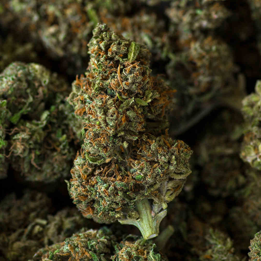 Flower power - indoor