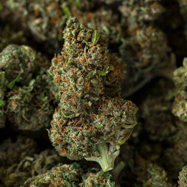 Flower power - indoor