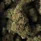 Afgane X hindu kush : La First lady 17%
